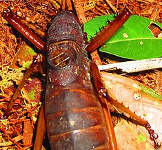 Panoploscelis tegmen-female.JPG