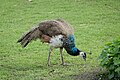 * Nomination Indian Peafowl (Pavo cristatus) in Colmar (Haut-Rhin, France). --Gzen92 15:27, 29 March 2024 (UTC) * Promotion  Support Good quality. --LexKurochkin 17:39, 29 March 2024 (UTC)