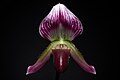 Paphiopedilum callosum