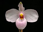 Paphiopedilum delenatii.jpg