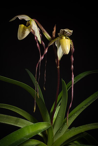 File:Paphiopedilum philippinense var. philippinense (31810655517).jpg