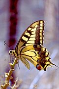 Papilio machaon2.jpg