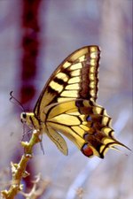 Thumbnail for Papilio (genus)