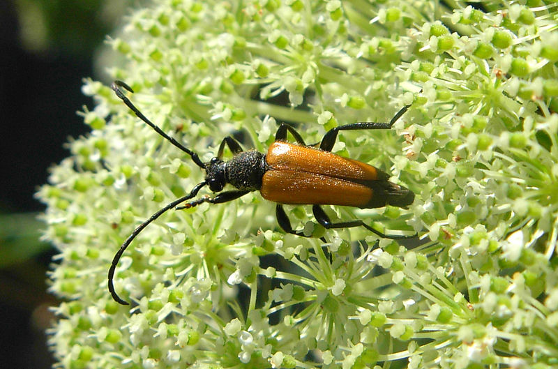 File:Paracorymbia fulva 3.jpg