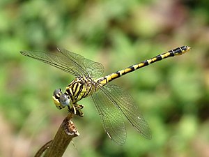 Lined Hooktail Paragomphus lineatus female