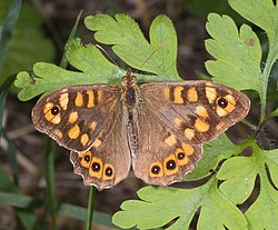 Eglāju samtenis (Pararge aegeria)