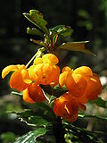 Miniatura para Berberis ilicifolia