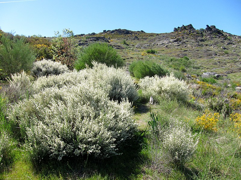 File:Parque Natural de Montesinho Porto Furado trail (5732592295).jpg