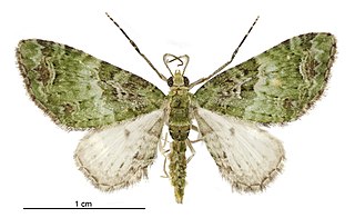 <i>Pasiphila semochlora</i> Species of moth