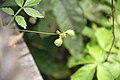 Paullinia pinnata Bioko 2013 fruit.jpg