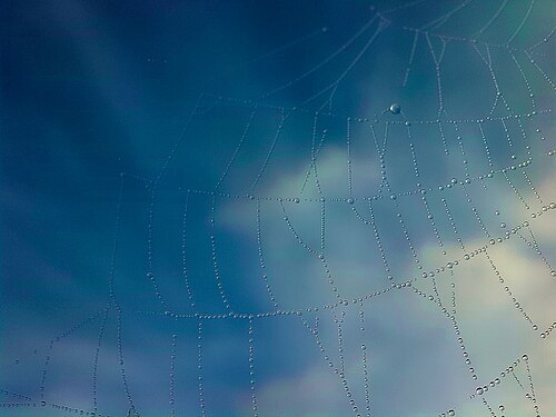 Spider web with water drops, Czech Republic