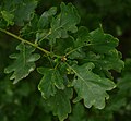 Pedunculate oak leaves 4.jpg
