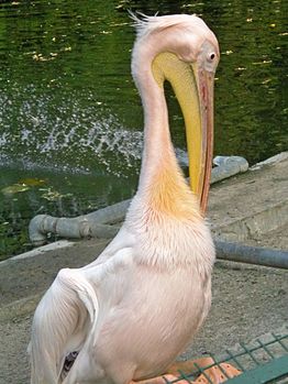 Pelican In Lucknow Zoo.jpg