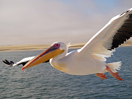 Pelikan Walvis Bay