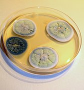 Penicillium mold colonies in a Petri dish Penicillia on Petri dish.jpg