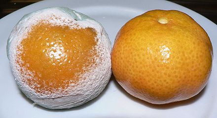 Some penicillium mold on mandarin oranges, probably Penicillium digitatum.