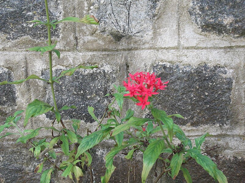 File:Pentas lanceolata-flower-yercaud-salem-India.JPG