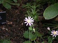 Pericallis tussilaginis