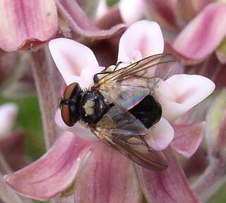 <i>Phasia aurulans</i> Species of fly