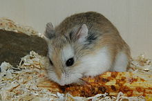 Ein Roborovski Hamster isst