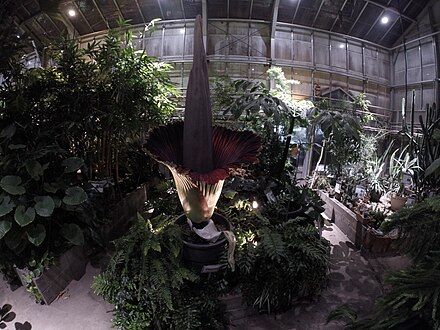 A titan arum blooming inside the McMaster Biology Greenhouse, one of many facilities used for research at the university