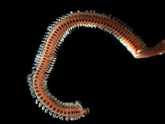 Phyllodoce mucosa, un ver Annelida.
