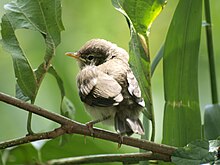 Jeune Pouillot véloce vu de dos, la tête tournée vers la gauche et le plumage ébouriffé, posé sur une branche parmi le feuillage.