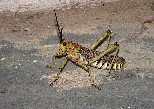 Locust Phymateus baccatus, Windhoek, Namibia