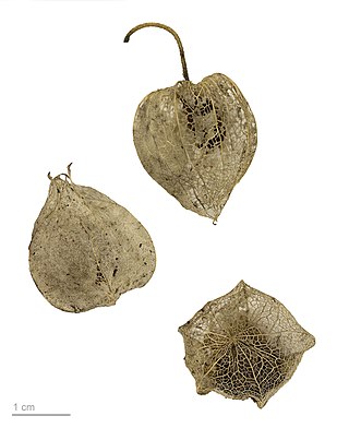 <i>Physalis pubescens</i> Species of fruit and plant