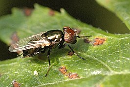 Physiphora alceae