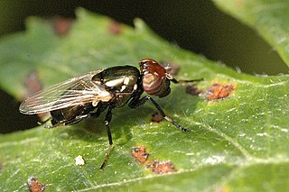 <i>Physiphora</i> Genus of flies