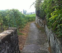 Tramo de la Vía Francígena entre los viñedos de Lavaux.