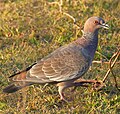 Picazuro Pigeon (Patagioenas picazuro) (48429913276).jpg