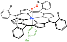 A picket-fence porphyrin complex of Fe, with axial coordination sites occupied by methylimidazole (green) and dioxygen (R = amide groups). PicketFenceGenericRevised.png