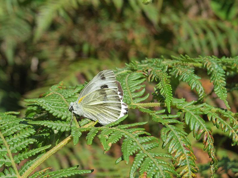 File:Pieris canidia canis Evans, 1912 – Sahyadri Cabbage White at Mannavan Shola, Anamudi Shola National Park, Kerala (12).jpg