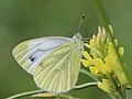 Pieris napi (Linnaeus, 1758)