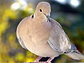 Pigeon (3085411623).jpg