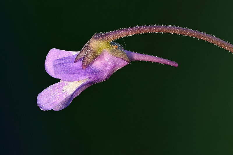 File:Pinguicula vulgaris flower (side view) - Keila.jpg