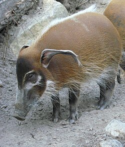 Pinselohrschwein.jpg