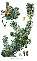 Illustration from "Description of the Genus Pinus ..." by Aylmer Bourke Lambert