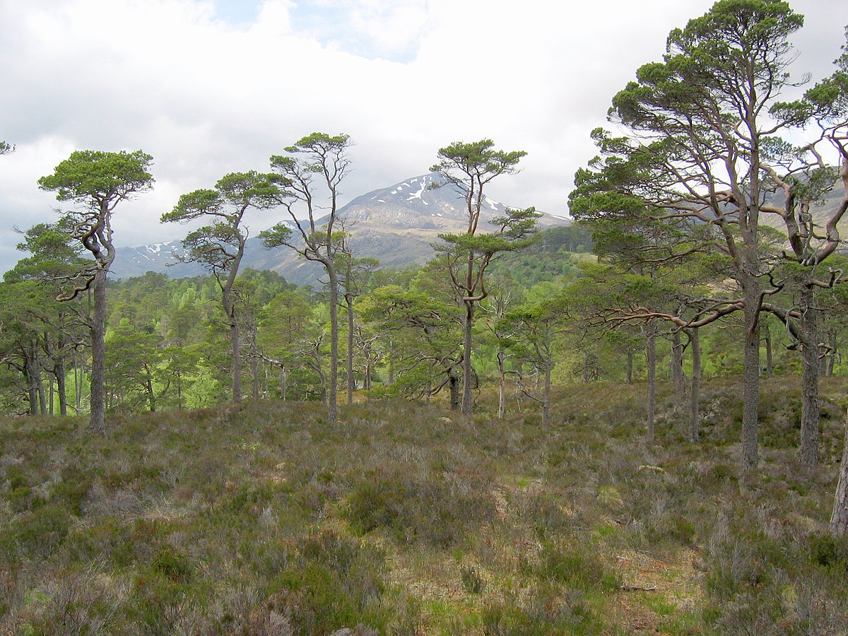 Glen Affric — Wikipédia