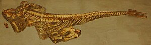 Pistosaurus longaevus Tubingen.JPG