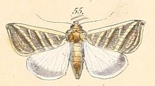 <i>Chloridea tergemina</i> Species of moth