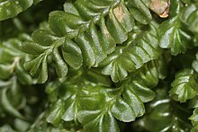 Shoots of Plagiochila porelloides - the lower part of each leaf covers part of the leaf below it, making it succubous Plagiochila porelloides (c, 152747-482424) 0020.JPG