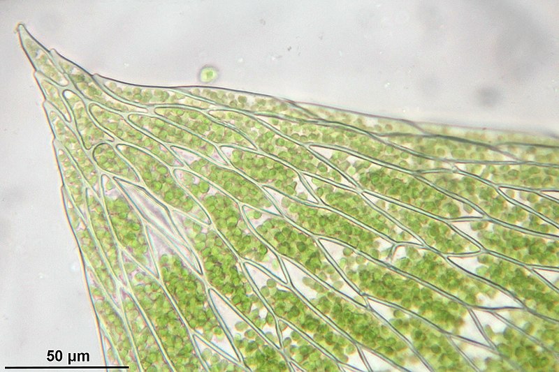 File:Plagiothecium denticulatum (b, 144639-481256) 1757.JPG