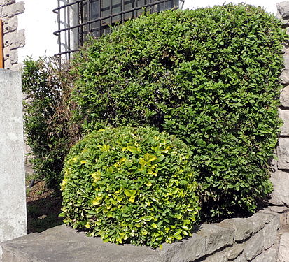 Plant with green leaves in Mar del Plata, Argentina