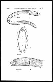 Shorttail conger Species of fish