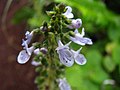 Plectranthus parviflorus (6364517919).jpg