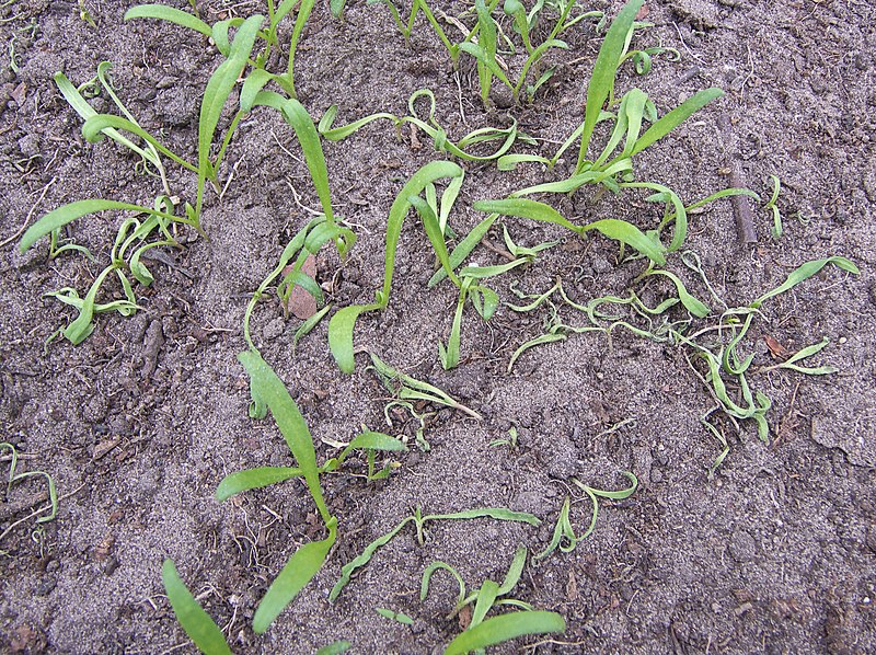 File:Pleospora betae spinach, kiemplantenziekte spinazie (1).jpg