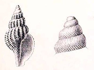 <i>Pleurotomella marshalli</i> Species of gastropod